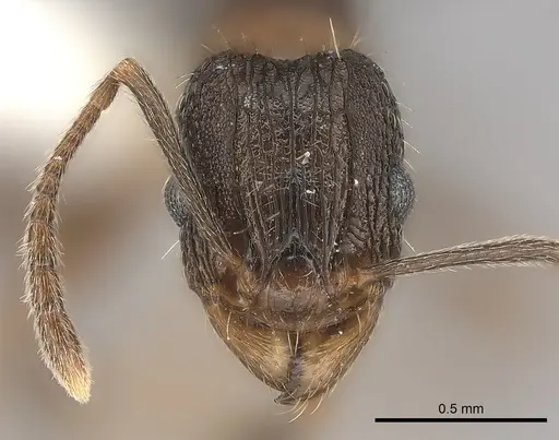 Tetramorium setigerum specimen CASENT0100785 image casent0100785_2