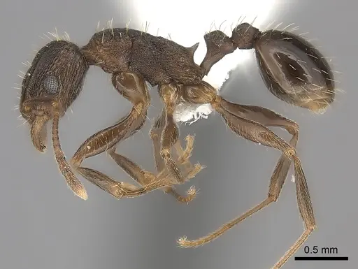 Tetramorium setigerum specimen CASENT0100785 image casent0100785_3