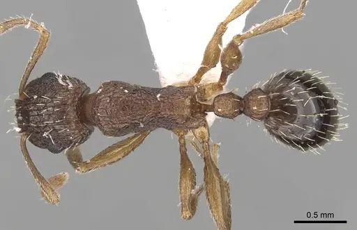 Tetramorium setigerum specimen CASENT0217217 image casent0217217_1
