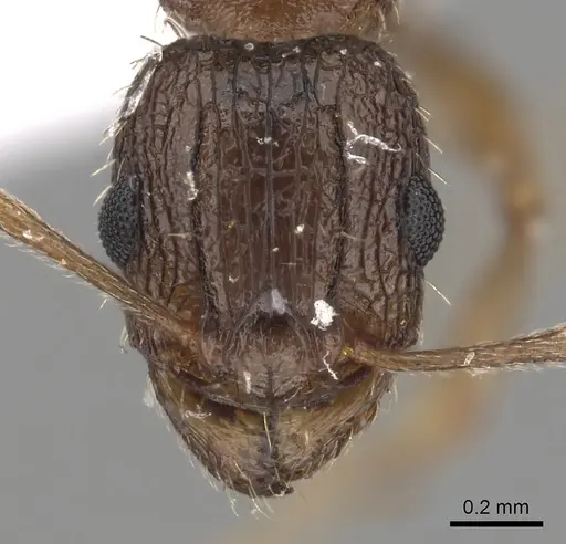 Tetramorium setigerum specimen CASENT0217217 image casent0217217_2