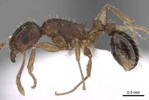Tetramorium setigerum specimen CASENT0217217 image casent0217217_3