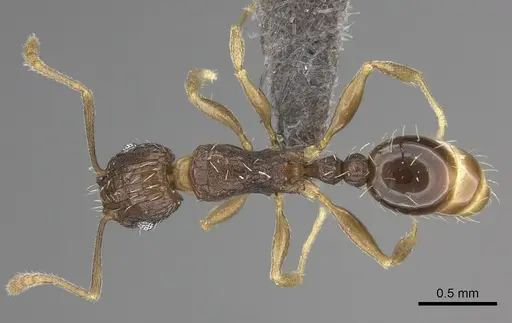 Tetramorium setigerum specimen CASENT0235774 image casent0235774_1