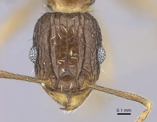 Tetramorium setigerum specimen CASENT0235774 image casent0235774_2