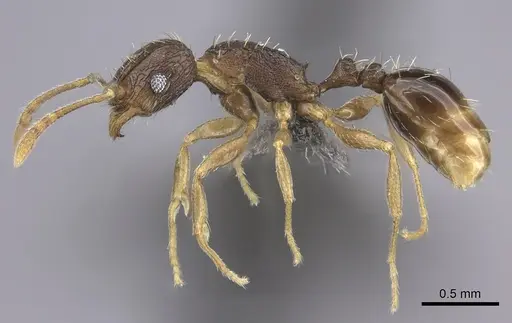 Tetramorium setigerum specimen CASENT0235774 image casent0235774_3