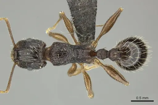 Tetramorium setigerum specimen CASENT0249026 image casent0249026_1