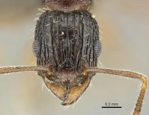 Tetramorium setigerum specimen CASENT0249026 image casent0249026_2