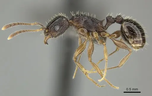 Tetramorium setigerum specimen CASENT0249026 image casent0249026_3