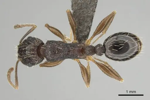Tetramorium setigerum specimen CASENT0253243 image casent0253243_1