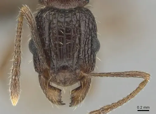 Tetramorium setigerum specimen CASENT0253243 image casent0253243_2