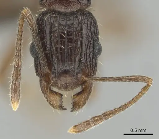 Tetramorium setigerum specimen CASENT0253243 image casent0253243_3
