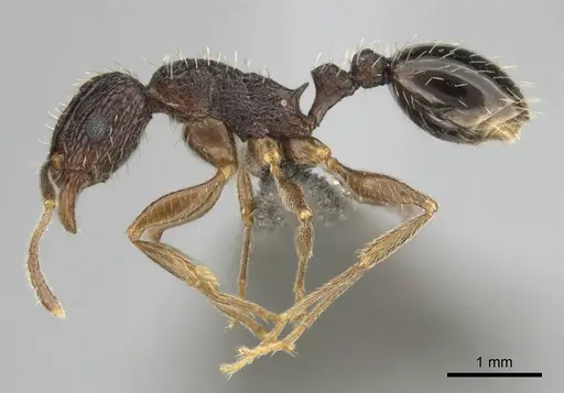 Tetramorium setigerum specimen CASENT0253243 image casent0253243_4