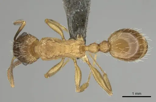 Tetramorium setigerum specimen CASENT0253257 image casent0253257_1