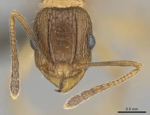 Tetramorium setigerum specimen CASENT0253257 image casent0253257_2