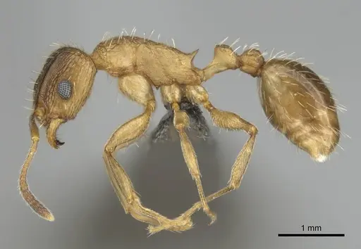 Tetramorium setigerum specimen CASENT0253257 image casent0253257_3