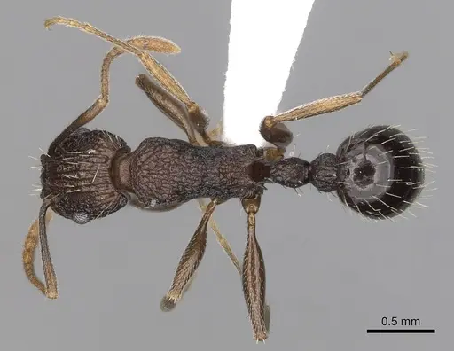 Tetramorium setigerum specimen CASENT0316981 image casent0316981_1