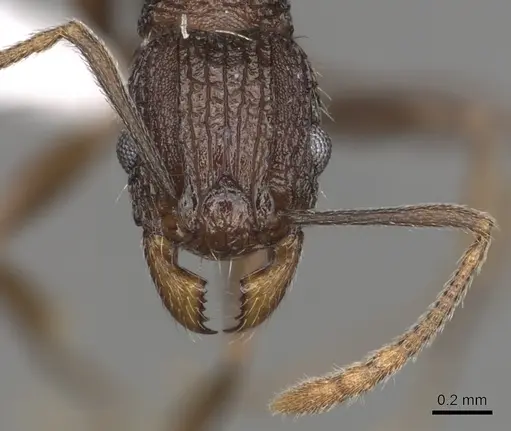 Tetramorium setigerum specimen CASENT0316981 image casent0316981_2