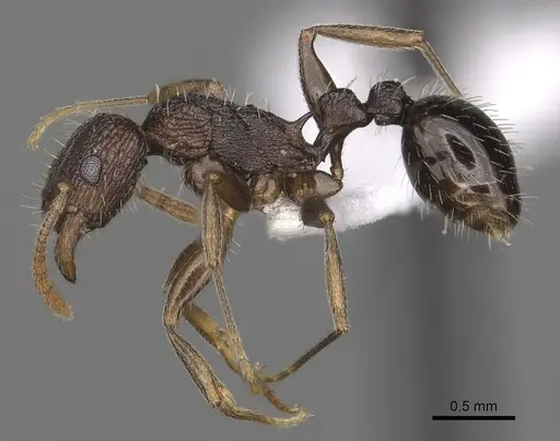 Tetramorium setigerum specimen CASENT0316981 image casent0316981_3