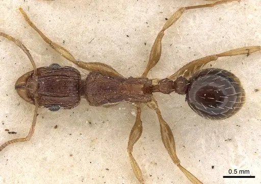 Tetramorium setigerum specimen CASENT0901190 image casent0901190_1