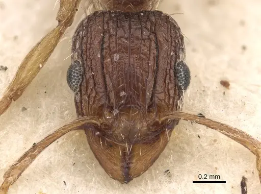 Tetramorium setigerum specimen CASENT0901190 image casent0901190_2