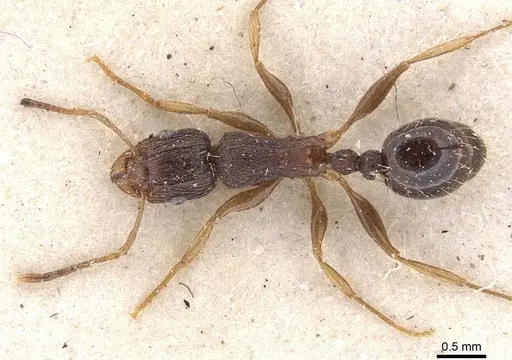 Tetramorium setigerum specimen CASENT0909154 image casent0909154_1