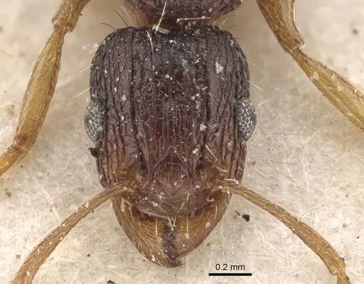 Tetramorium setigerum specimen CASENT0909154 image casent0909154_2