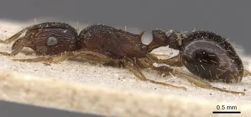 Tetramorium setigerum specimen CASENT0909154 image casent0909154_3