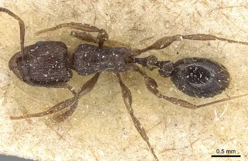 Tetramorium setigerum specimen CASENT0915076 image casent0915076_1