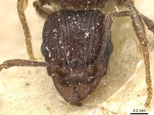 Tetramorium setigerum specimen CASENT0915076 image casent0915076_2
