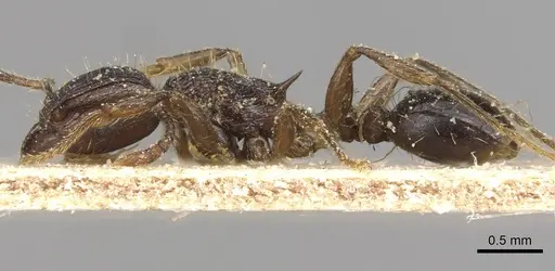Tetramorium setigerum specimen CASENT0915076 image casent0915076_3