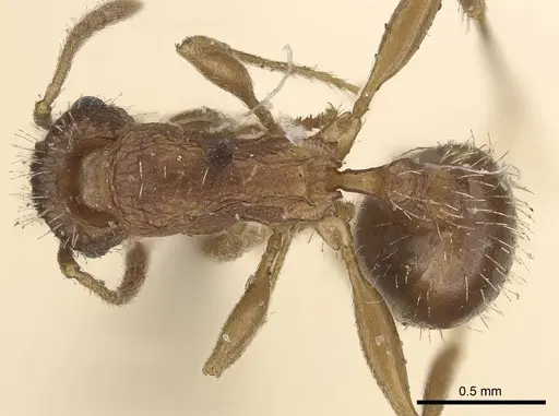 Tetramorium setigerum specimen CASENT0919651 image casent0919651_1