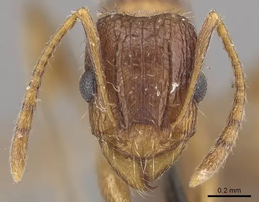 Tetramorium setigerum specimen CASENT0919651 image casent0919651_2