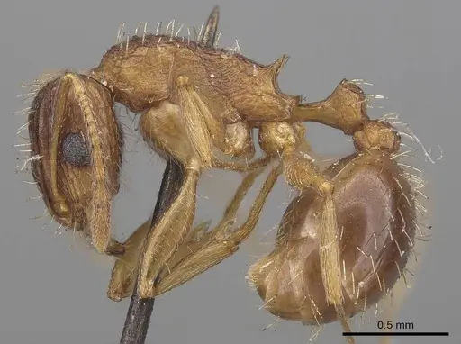 Tetramorium setigerum specimen CASENT0919651 image casent0919651_3