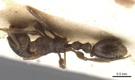 Tetramorium setigerum specimen RMCAENT000017789 image rmcaent000017789_1
