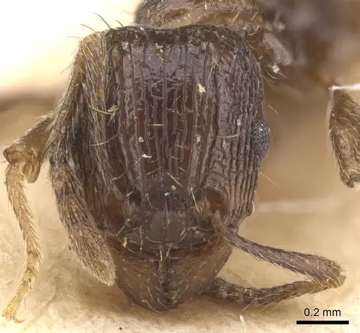 Tetramorium setigerum specimen RMCAENT000017789 image rmcaent000017789_2