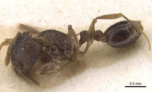 Tetramorium setigerum specimen RMCAENT000017789 image rmcaent000017789_3