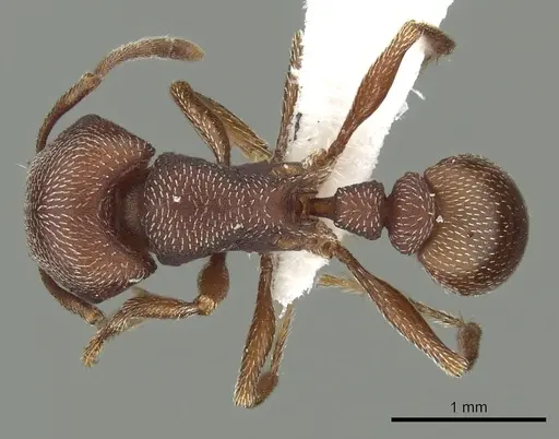 Tetramorium setuliferum specimen CASENT0100779 image casent0100779_1