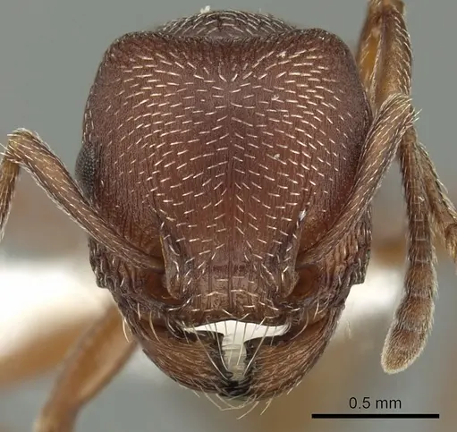 Tetramorium setuliferum specimen CASENT0100779 image casent0100779_2