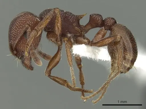 Tetramorium setuliferum specimen CASENT0100779 image casent0100779_3