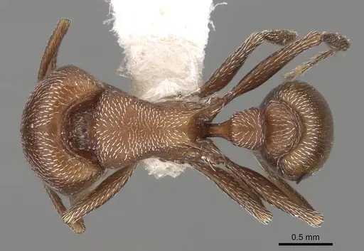 Tetramorium setuliferum specimen CASENT0217977 image casent0217977_1