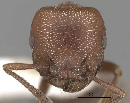 Tetramorium setuliferum specimen CASENT0217977 image casent0217977_2