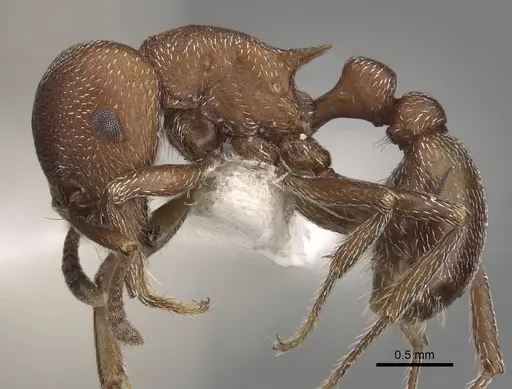Tetramorium setuliferum specimen CASENT0217977 image casent0217977_3
