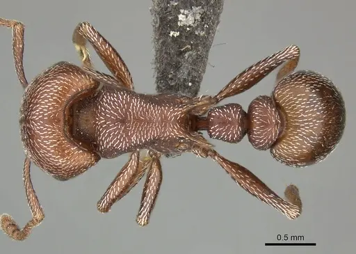 Tetramorium setuliferum specimen CASENT0249032 image casent0249032_1