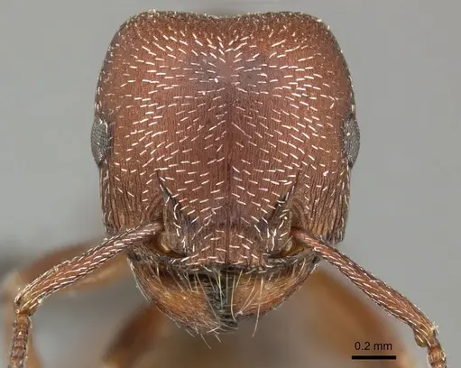 Tetramorium setuliferum specimen CASENT0249032 image casent0249032_2