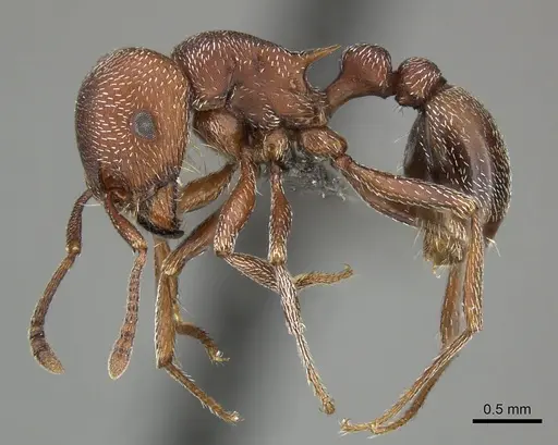 Tetramorium setuliferum specimen CASENT0249032 image casent0249032_3