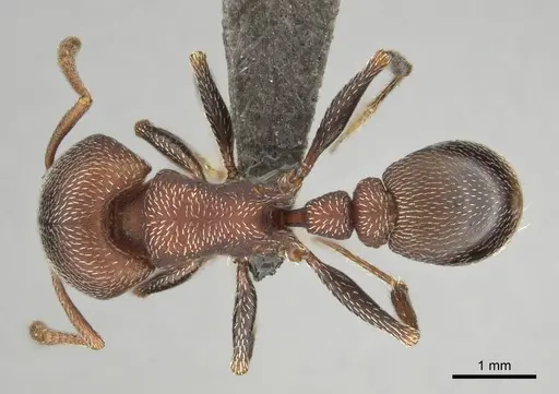 Tetramorium setuliferum specimen CASENT0255151 image casent0255151_1