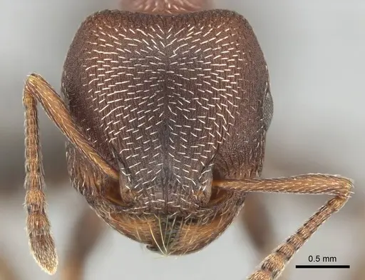 Tetramorium setuliferum specimen CASENT0255151 image casent0255151_2