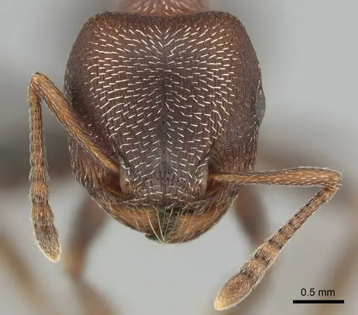 Tetramorium setuliferum specimen CASENT0255151 image casent0255151_3