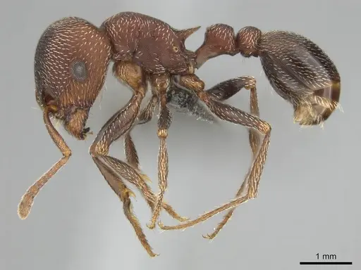 Tetramorium setuliferum specimen CASENT0255151 image casent0255151_4