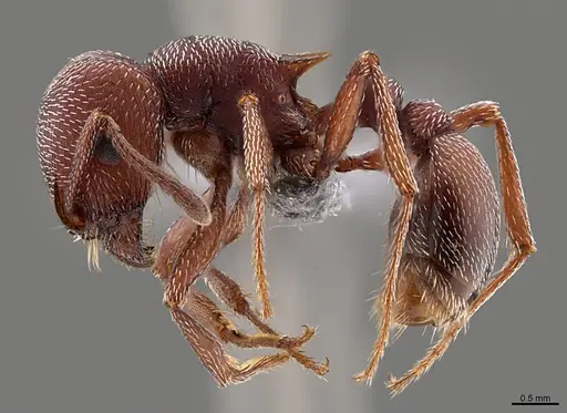 Tetramorium setuliferum specimen CASENT0774709 image casent0774709_1