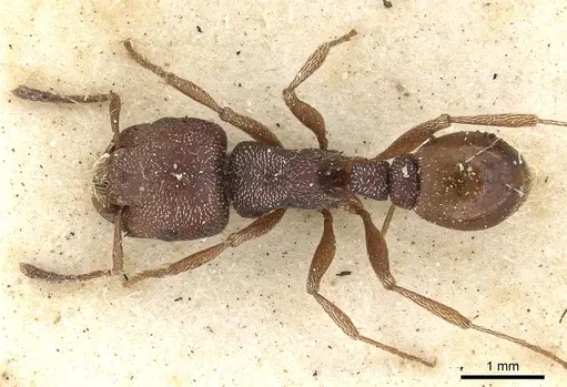 Tetramorium setuliferum specimen CASENT0901177 image casent0901177_1